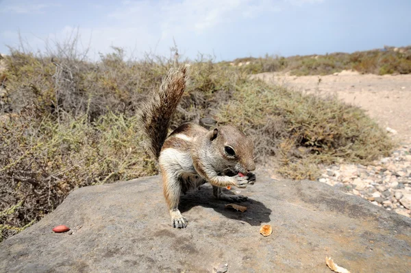 Het voeden van een schattige eekhoorn. Canarische eiland fuerteventura, Spanje — Stockfoto