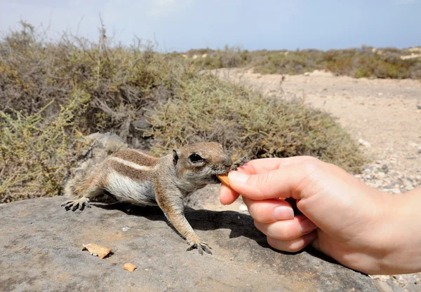 Nutrire uno scoiattolo carino — Foto Stock