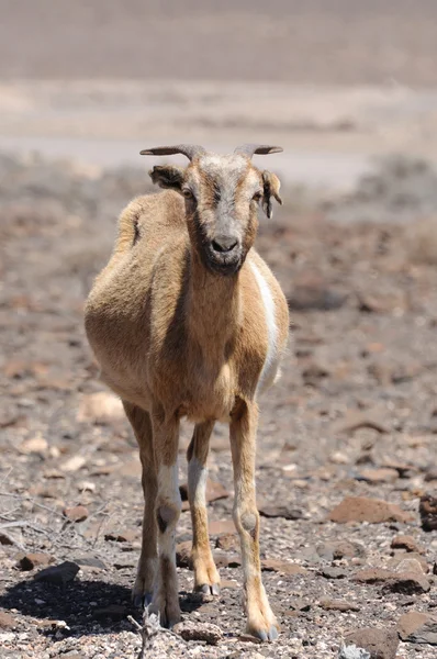 Cabra na Ilha das Canárias Fuerteventura, Espanha — Fotografia de Stock