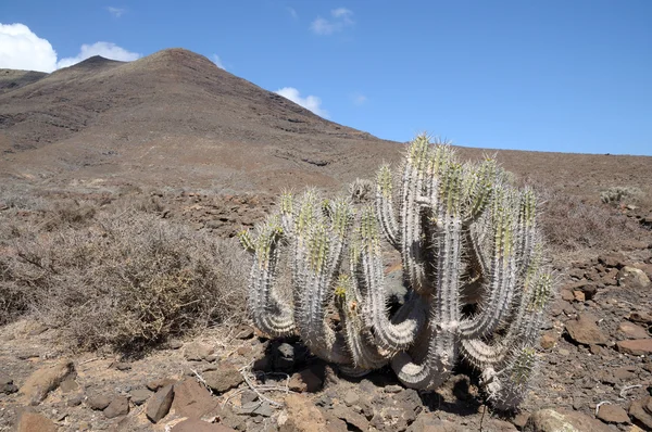 Kaktusz a Kanári sziget fuerteventura, Spanyolország — Stock Fotó