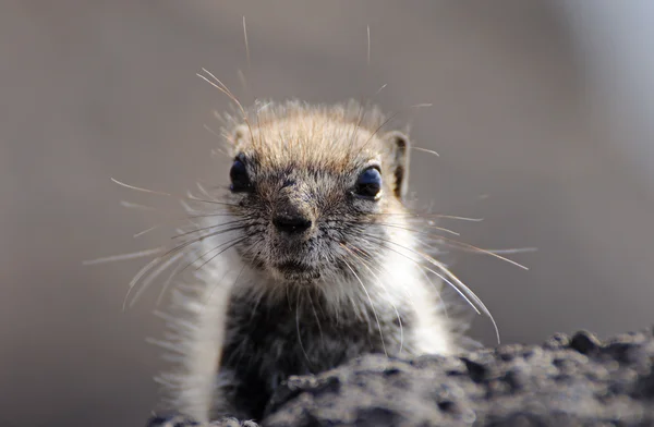 Cute squirrel. Canary Island Fuerteventura, Spain — Stock Photo, Image