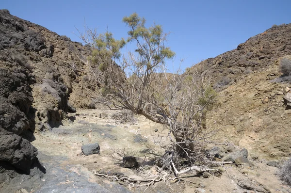 Árbol seco en las montañas de Fuerteventura —  Fotos de Stock