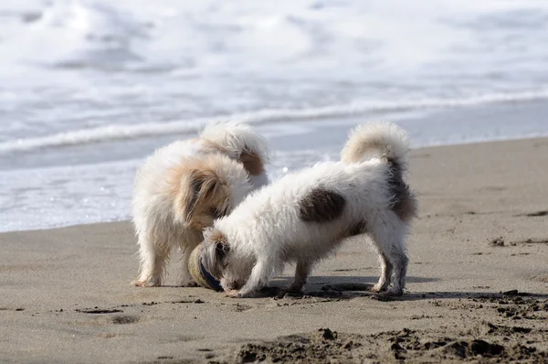 Dwa psy bawią się na plaży — Zdjęcie stockowe