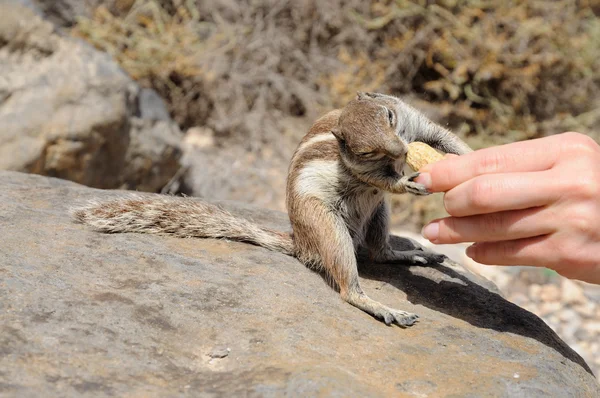 Fütterung eines süßen Eichhörnchens — Stockfoto