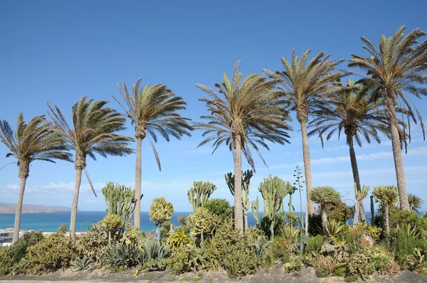 Pálmafák a Kanári sziget fuerteventura, Spanyolország — Stock Fotó