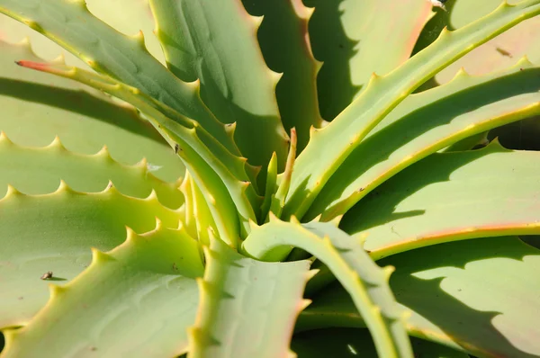 Aloe Vera Closeup. Canary Island Fuerteventura — Stock Photo, Image