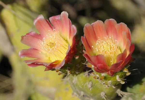 Closeup of beautiful cactus flowers — Stock Photo, Image