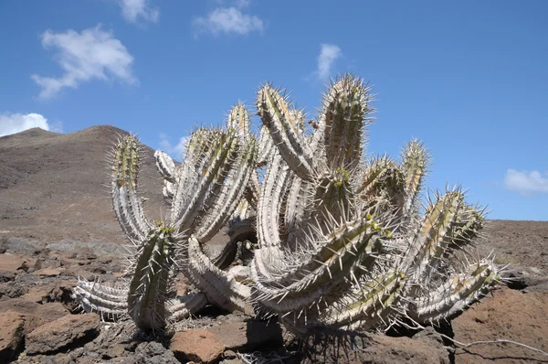 Cactus sur l'île des Canaries Fuerteventura, Espagne — Photo