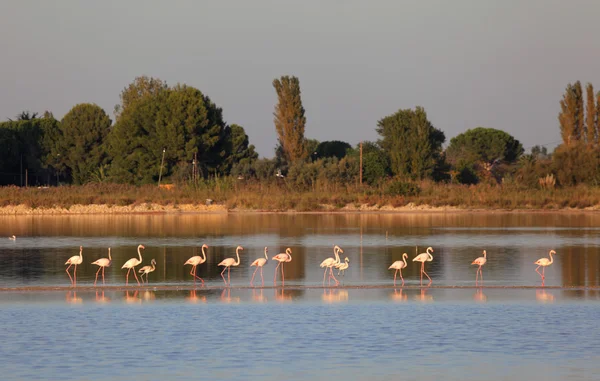 stock image Flamingos in the Camargue, southern France