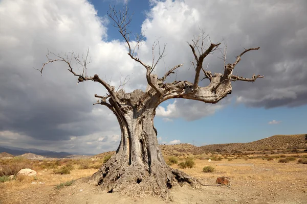 Мертвое дерево в пустыне — стоковое фото