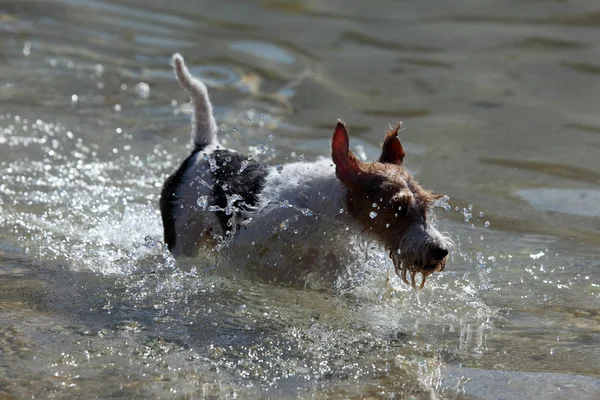 Jack Russel Terrier running through the water — Stock Photo, Image