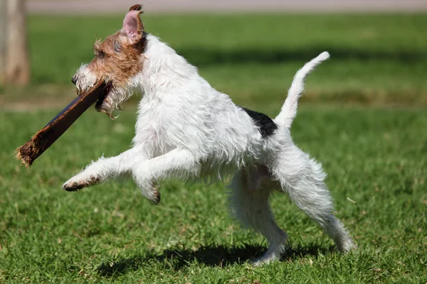 Jack Russel Terrier playong outdoors — Stock Photo, Image