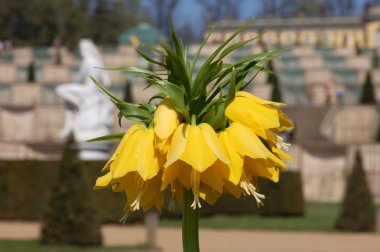 Crown imperial (Fritillaria imperialis) flowers clipart