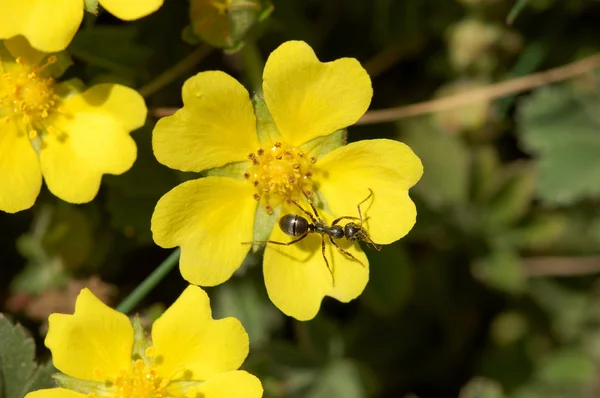 Мураха на жовтій квітці — стокове фото