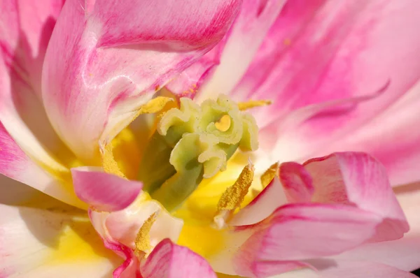 Macro tulipe rose — Photo
