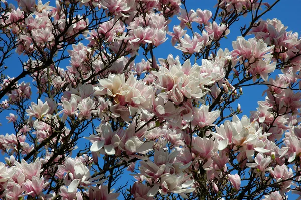 stock image Magnolia grandiflora, Spring garden - flowers