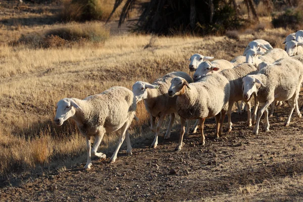 Flock of sheep in southern Spain — Stock Photo, Image