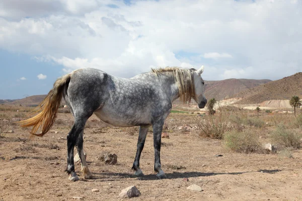 Grå andalusiska häst på en gård i Andalusien, Spanien — Stockfoto