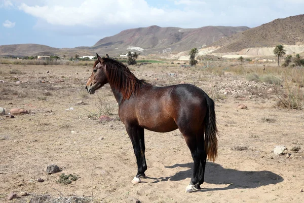 Hnědá andaluský kůň venku na farmě v Andalusii, Španělsko — Stock fotografie