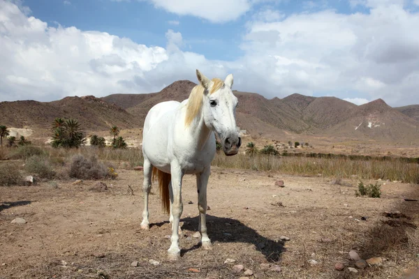 Witte Andalousische paard buitenshuis op een boerderij in Andalusië, Spanje — Stockfoto