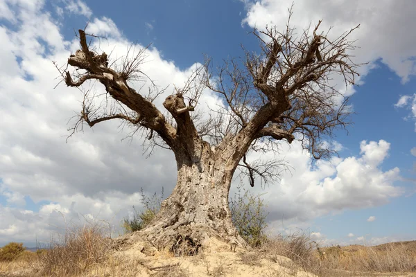 Dode boom in de woestijn — Stockfoto