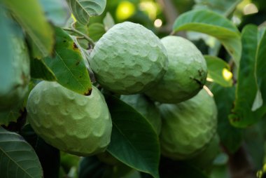 Cherimoya clipart