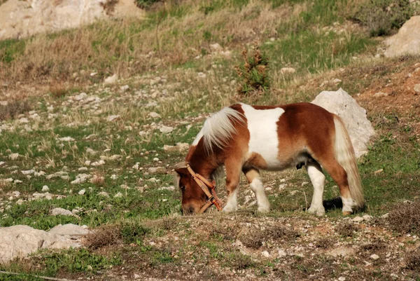 Grazing pony — Stock Photo, Image