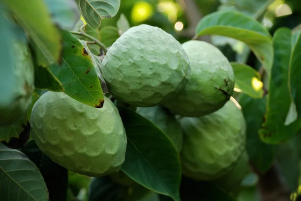 stock image Cherimoya