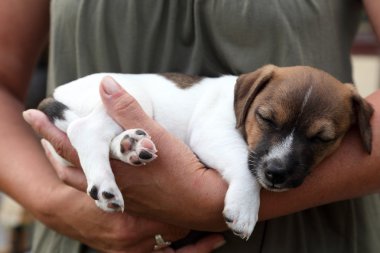 Woman holding Jack Russel Terrier Puppy clipart