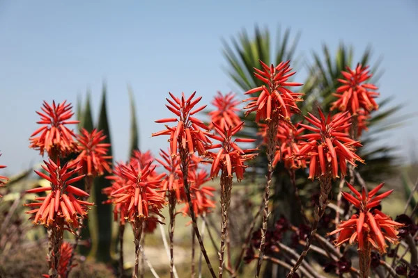 Aloe Vera Flowers di Algarve, Portugal — Stok Foto