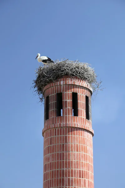 상단에 둥지에서 황새는 파로, 포르투갈에서 오래 된 굴뚝 — 스톡 사진