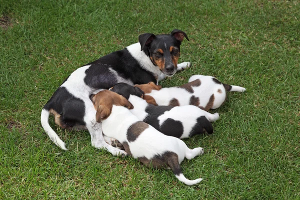 Jack Russel Terrier füttert drei Welpen — Stockfoto
