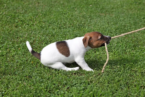 Jack Russel Terrier kiskoo köyttä — kuvapankkivalokuva