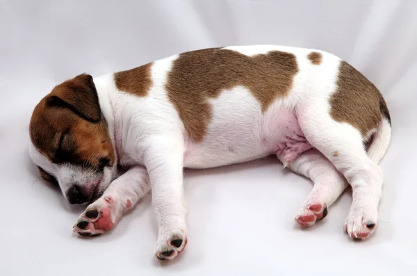 Jack Russel Terrier puppy over white background — Stock Photo, Image