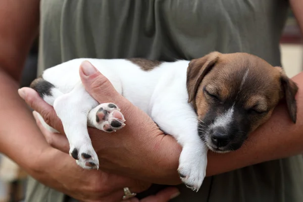 Stock image Woman holding Jack Russel Terrier Puppy