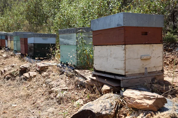 Apiary boxes with bees — Stock Photo, Image