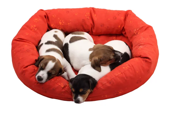 Sleeping puppies — Stock Photo, Image