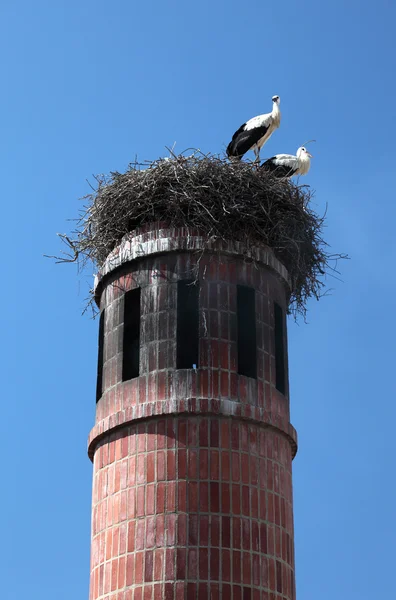 Ooievaars in nest boven aan een oude schoorsteen, portugal — Stockfoto