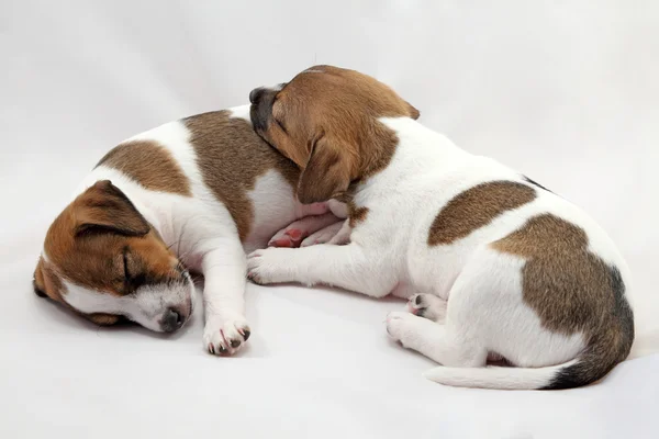 Jack Russel Terrier puppies — Stock Photo, Image