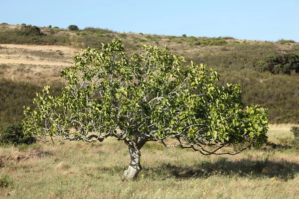 Einsamer Baum in der Landschaft der Algarve, Portugal — Stockfoto