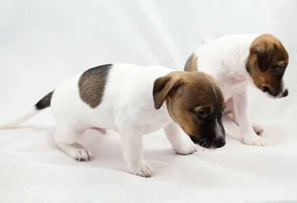 Filhotes de cachorro Jack Russel Terrier — Fotografia de Stock