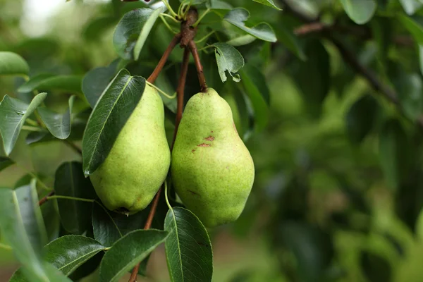 stock image Pears on the tree branch