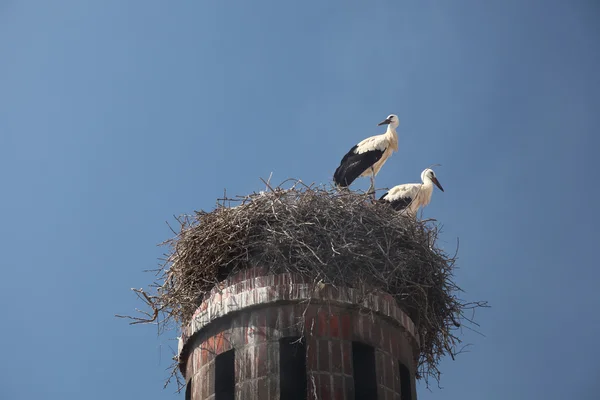 Storkar i boet överst en en gammal skorsten i faro, portugal — Stockfoto