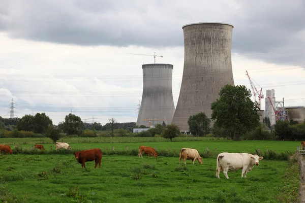 Vacas num prado em frente à central nuclear — Fotografia de Stock