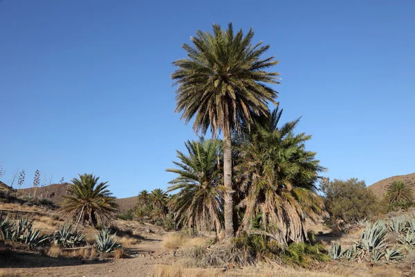 Palmiers dattiers en Andalousie, Espagne — Photo