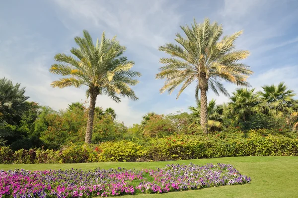 在朱美拉，迪拜，阿拉伯联合酋长国的棕榈树 — 图库照片