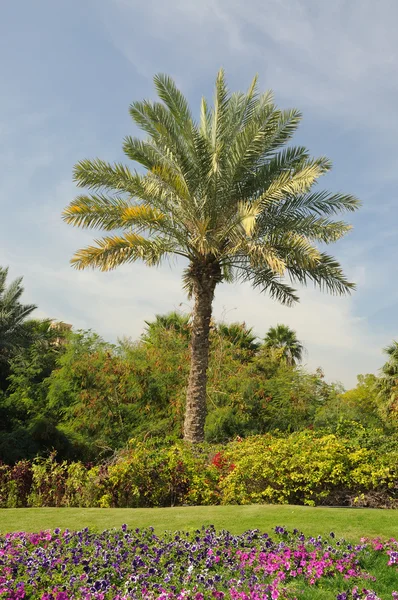 Palmboom in dubai, Verenigde Arabische Emiraten — Stockfoto