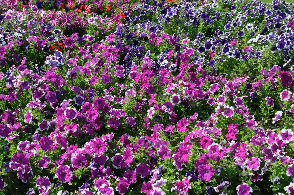 Fleurs vibrantes dans la ville de Dubaï — Photo