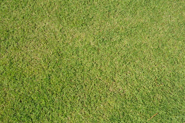 Green lawn, great for background and texture — Stock Photo, Image