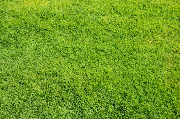 Grüner Rasen, ideal für Hintergrund und Textur — Stockfoto